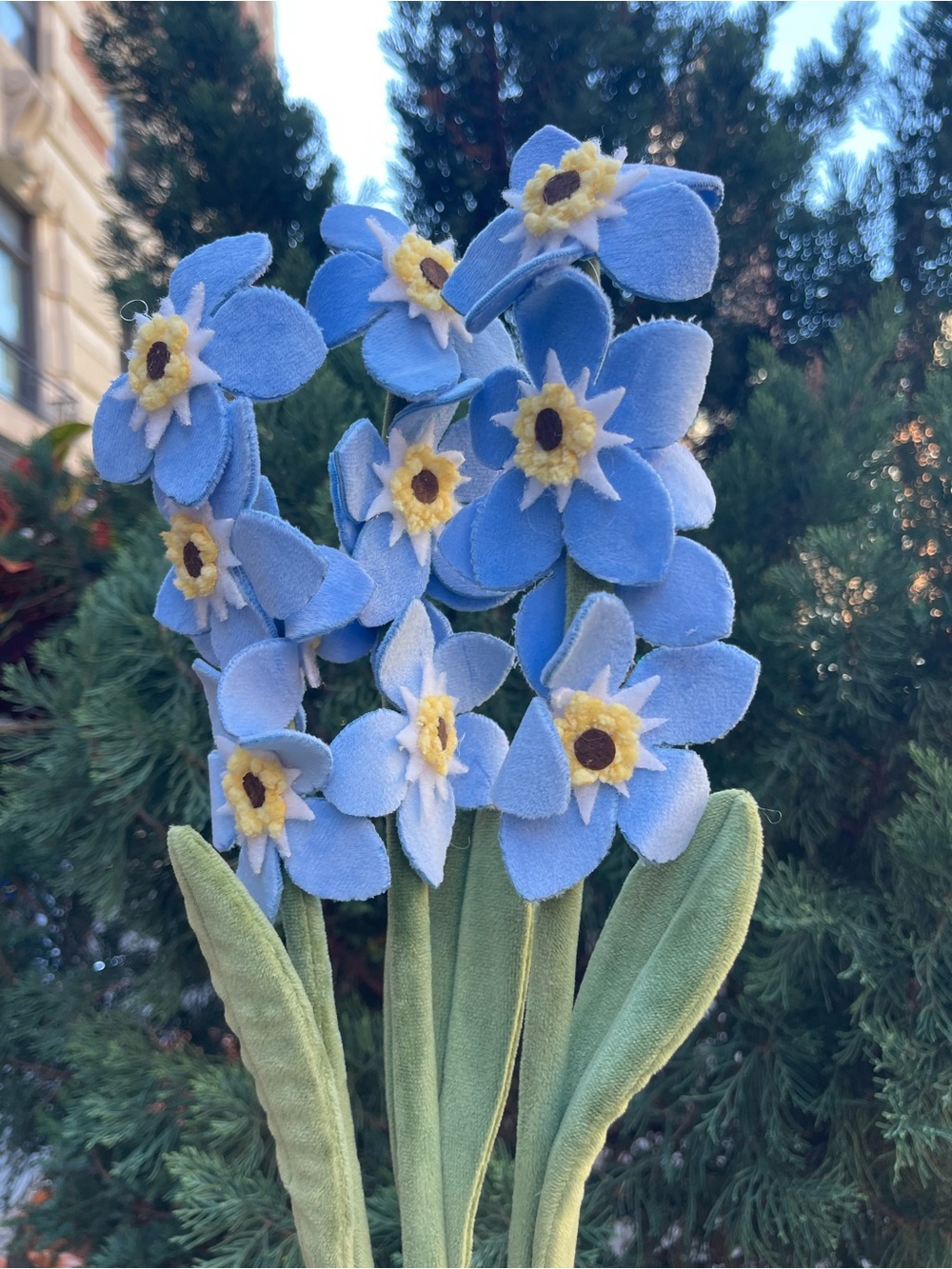 3 CJ Hendry Flower Shop NY blue Forget-Me-Not daily drop blooms
